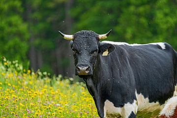 A black and white cow with horns on the alpine meadow looks into the camera. by chamois huntress