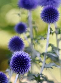 the beautiful blue globe thistle