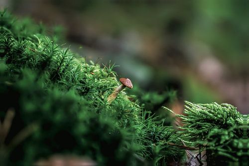 einsamer Pilz