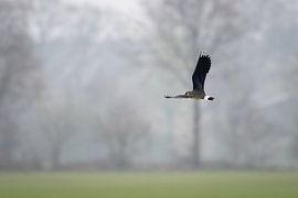 Kievit in de vlucht van Laurents ten Voorde