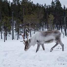 Rentiere in verschneiten finnischen Wäldern.3 von Timo Bergenhenegouwen