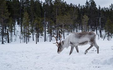 Rendier in besneeuwde Finse bossen.3 van Timo Bergenhenegouwen