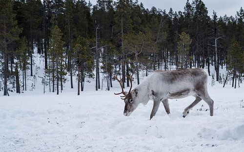 Rentiere in verschneiten finnischen Wäldern.3 von Timo Bergenhenegouwen