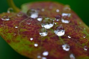 Waterdruppels op een blad