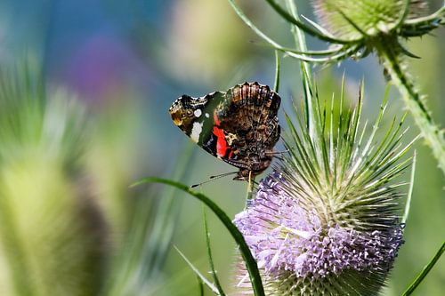 Atalanta auf einem Teelöffel von Ruud van der Wees