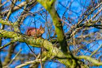 Ein Eichhörnchen läuft in der Baumkrone über einen Ast