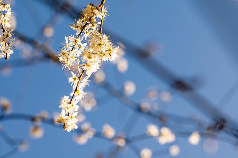Fleur de printemps au soleil du matin par Nederlandschap