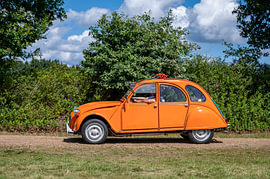 Oranje eend in het groen