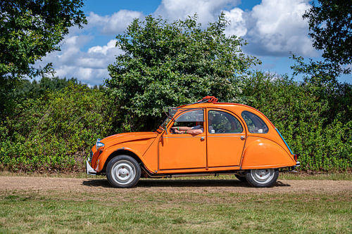 Orange Duck in the Countryside