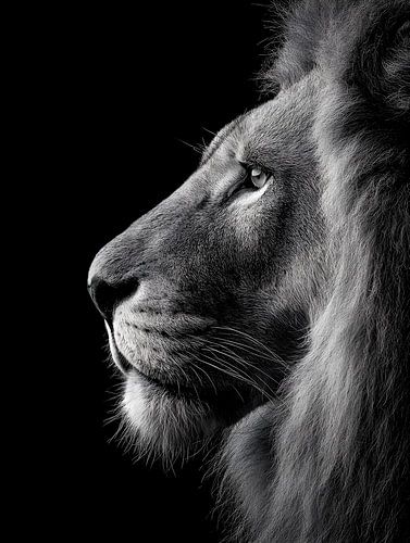 Leeuw - Majestueus zwart-wit dierenportret van drdigitaldesign