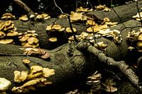 scènes d'automne