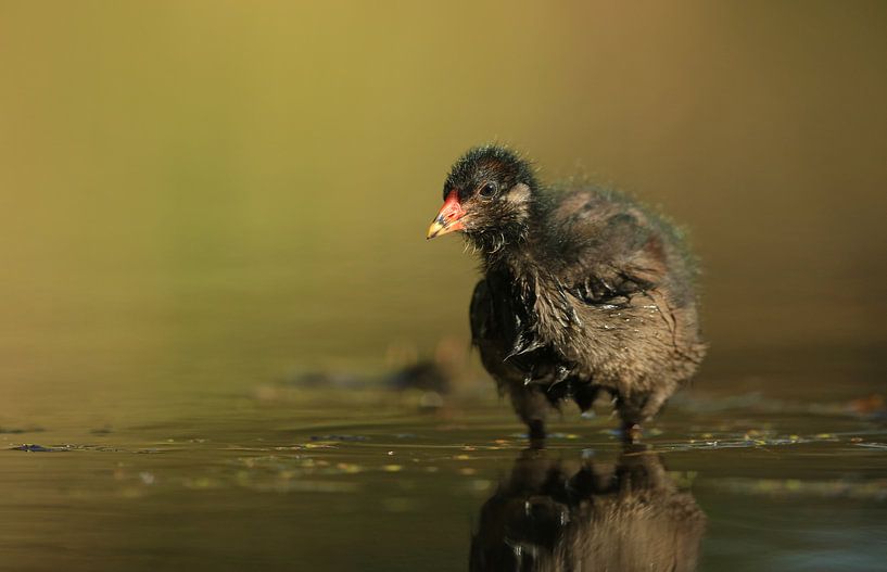 Waterhoentje in ochtendlicht by Michel de Beer