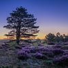 ochtend rood over de heide van peterheinspictures