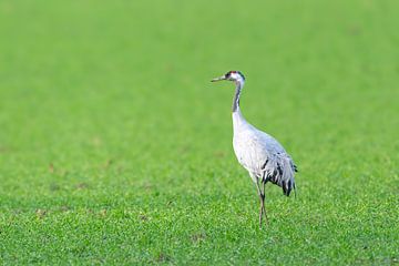 Kraanvogel rust en voedt zich in een veld tijdens de herfstmigratie
