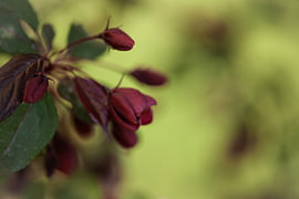 malus von fantasina