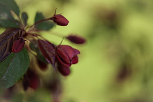 malus