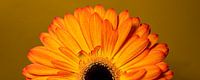 Cheerful panorama of half a yellow-orange Gerbera by Marjolijn van den Berg thumbnail