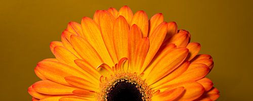 Vrolijke panorama van een halve gele-oranje Gerbera