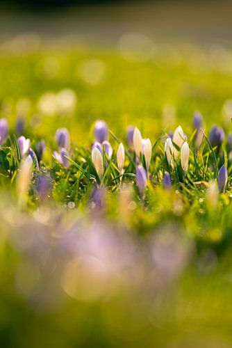Zonsopgang bij Hündle met krokussen
