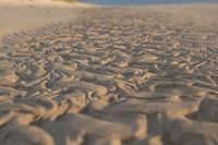 Strand texel