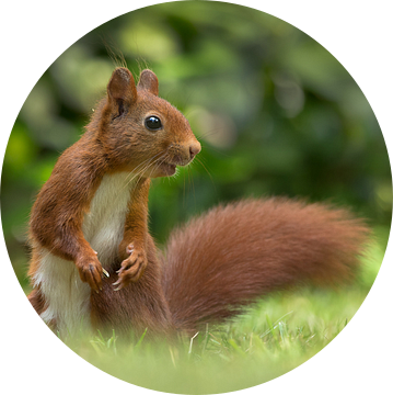 Eekhoorn van Menno Schaefer