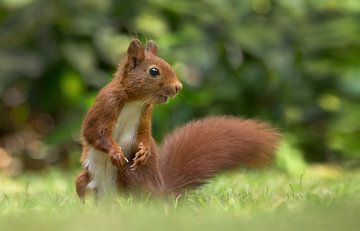 Red Squirrel  von Menno Schaefer