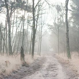 Misty Woods van Foto NVS