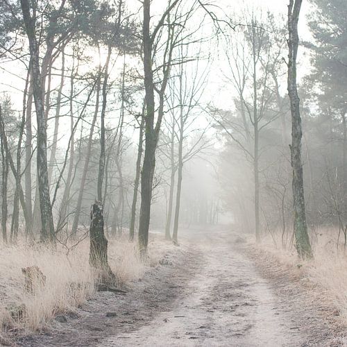 Misty Woods