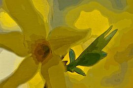 Forsythia van Martine Affre Eisenlohr