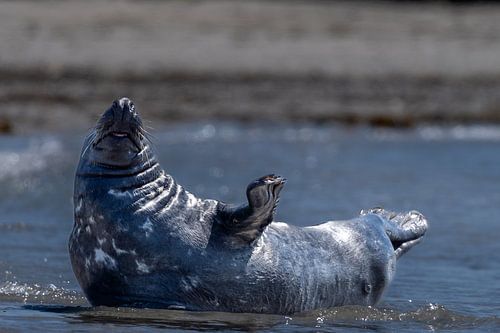 Hou doe... en tot ziens denkt deze zeehond#0033