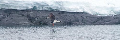 Antarctische aalscholver klaar voor de landing