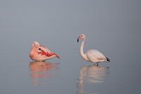 Pink Elegance: Flamingo's in the Mist