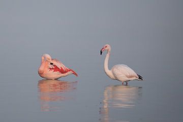 Roze Elegance: Flamingo's in de Mist van Daan Sitters