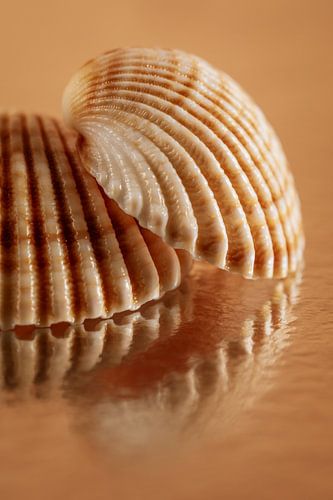 Warme kleuren: Lijnen van de schelpen met reflectie