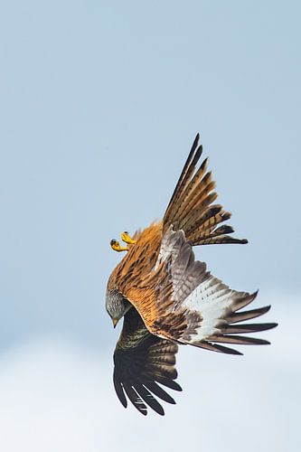 Rode Wouw in duikvlucht in Engeland