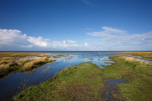 Salzwiesen im Wattenmeer 1