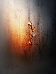 Echos einer anderen Welt