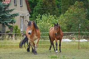 Trakehner Feldmeyer und Rheinisch Deutsches Kaltblut Enzo