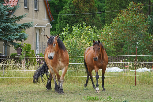Trakehner Feldmeyer en Rijnlands Duitse Koudbloed Enzo