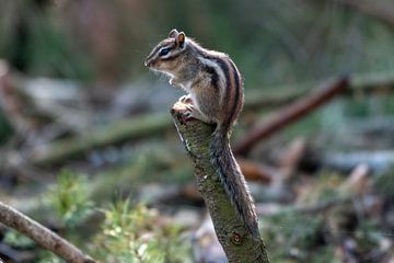SIbiric Squirrel in Tlburg by Merijn Loch