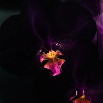 Zwarte orchidee van Maurice Dawson