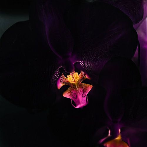 Orchidée noire