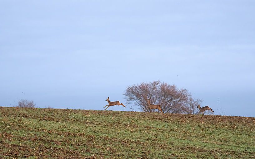 Rehwild von Andy van der Steen - Fotografie