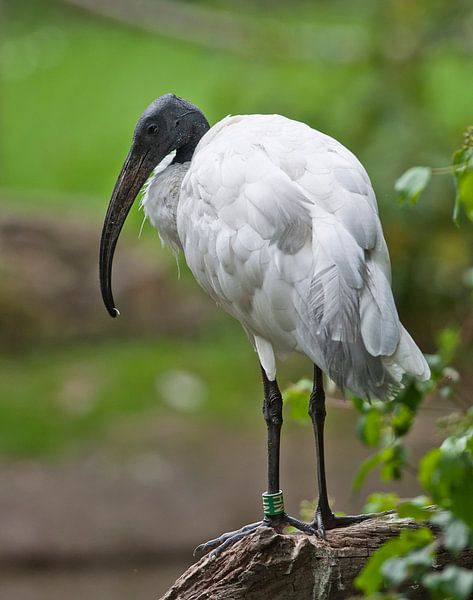 Saint Ibis : Zoo de Blijdorp par Loek Lobel