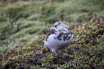 Alpenschneehuhn im Hochland von Iceland