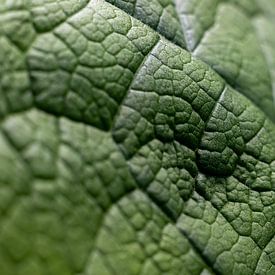 green leaf | fine art nature photo by Karijn | Fine art Natuur en Reis Fotografie
