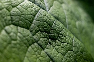 groen blad | fine art natuurfoto