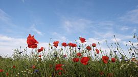 Mohnpanorama von Ostsee Bilder