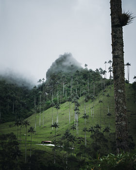 Hoogste palmbomen ter wereld in Salento, Colombia