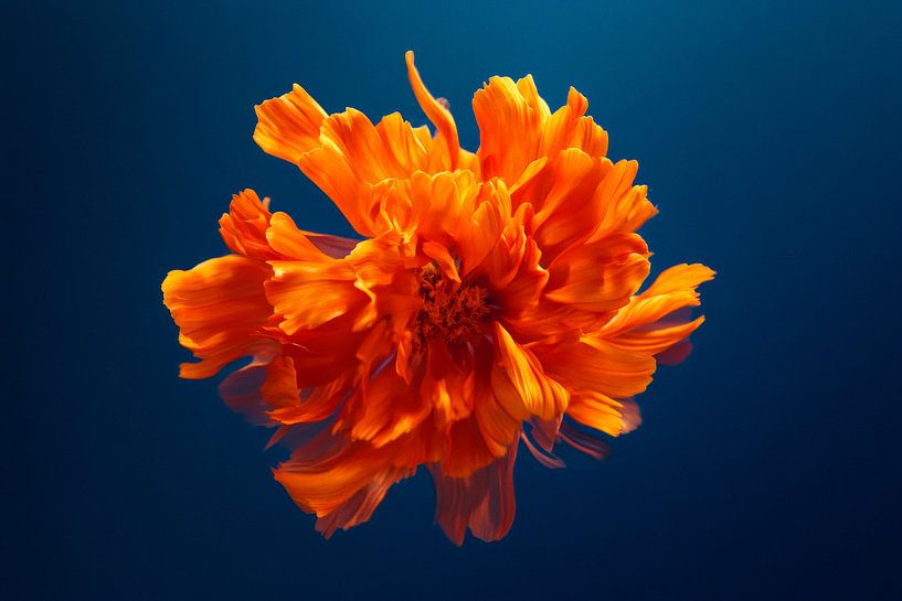Luminous blossom by Poster Art Shop